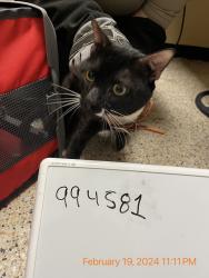 Shelter Stray Male Cat last seen FL, 5100 W Eau Gallie Blvd, Melbourne, FL 32934, USA
