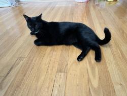 Reunited Male Cat last seen Miramonte Ave./ Tulane Dr., Mountain View, CA 94040
