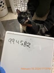 Shelter Stray Female Cat last seen FL, 5100 W Eau Gallie Blvd, Melbourne, FL 32934, USA