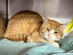 Shelter Stray Male Cat last seen Near W Adam Clayton Powell Avenue, NEW YORK, NY, 10030, 326 E 110th St, New York, NY 10029, USA