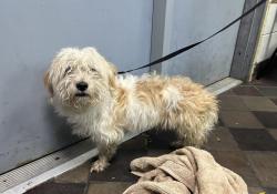 Shelter Stray Male Dog last seen Echo Park, BRONX, NY, 10457, 326 E 110th St, New York, NY 10029, USA