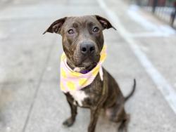 Shelter Stray Female Dog last seen Near Ryer Avenue, BRONX, NY, 10457, 326 E 110th St, New York, NY 10029, USA