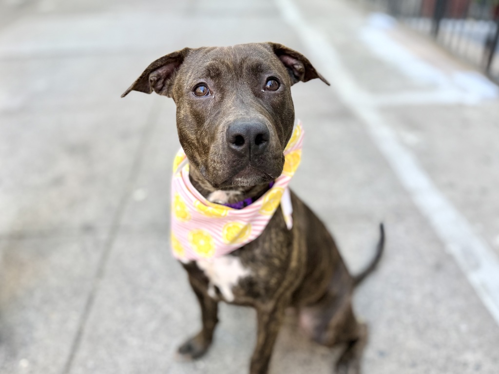 Shelter Stray Female Dog last seen Near Ryer Avenue, BRONX, NY, 10457, 326 E 110th St, New York, NY 10029, USA