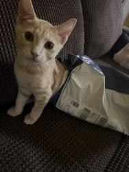 Reunited Male Cat last seen ralph russel park, Ocala, FL 34472