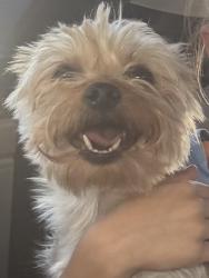 Reunited Female Dog last seen grand Teton and El Capitan near silver crossing neighborhoods, North Las Vegas, NV 89131