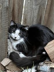 Found/Stray Unknown Cat last seen Oak Park Mall, Overland Park, KS 66214