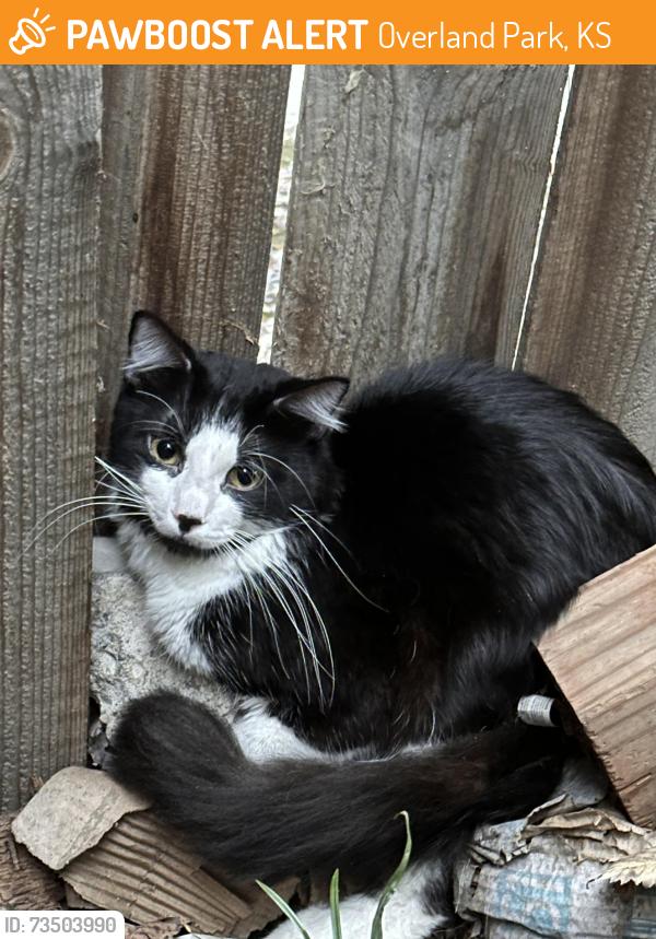 Found/Stray Unknown Cat last seen Oak Park Mall, Overland Park, KS 66214
