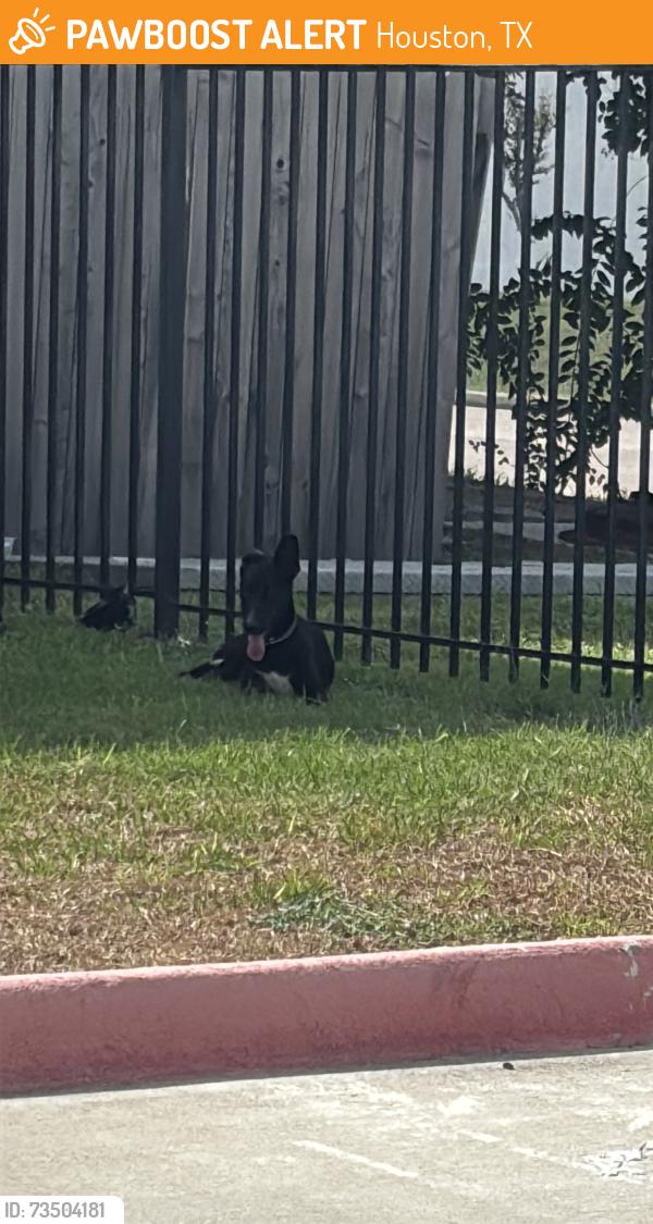 Found/Stray Unknown Dog last seen Westchase area, Houston, TX 77077