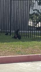 Found/Stray Unknown Dog last seen Westchase area, Houston, TX 77077