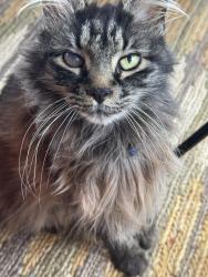 Lost Female Cat last seen 10 mile and Autumn Acres Dr., Rockford, MI 49341