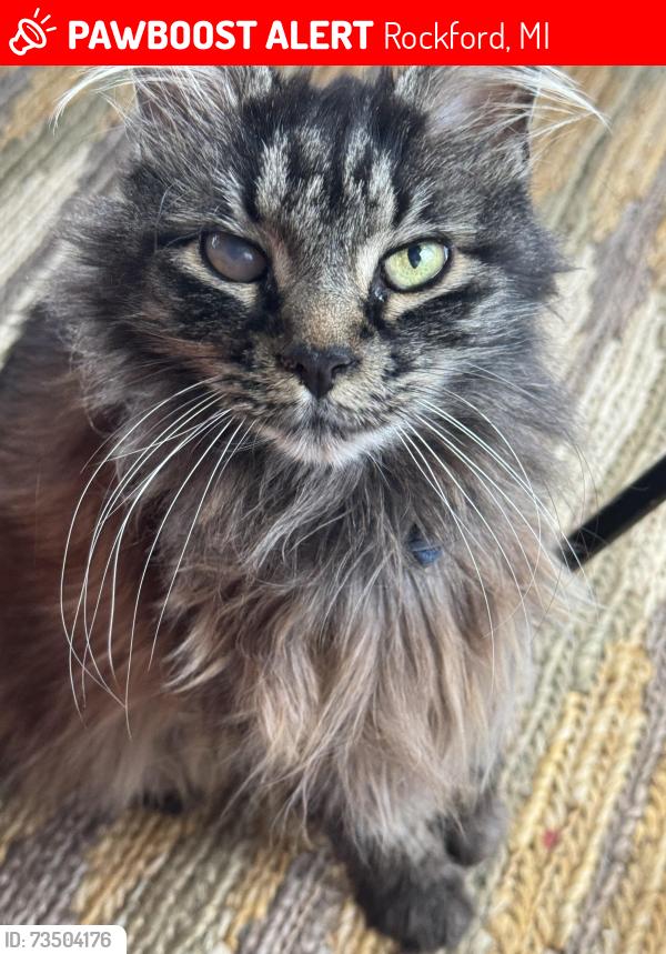 Lost Female Cat last seen 10 mile and Autumn Acres Dr., Rockford, MI 49341