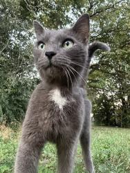 Found/Stray Female Cat last seen Garfield/grand, Middletown, OH 45044