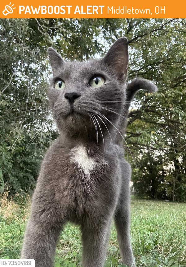 Found/Stray Female Cat last seen Garfield/grand, Middletown, OH 45044