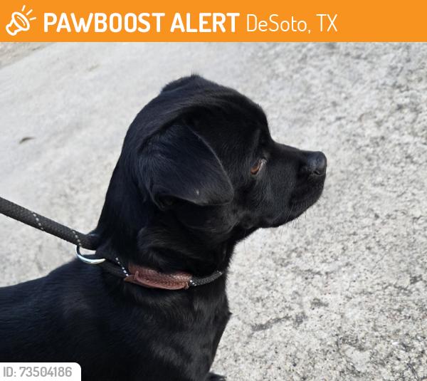 Found/Stray Unknown Dog last seen Hampton at wintergreen, DeSoto, TX 75115
