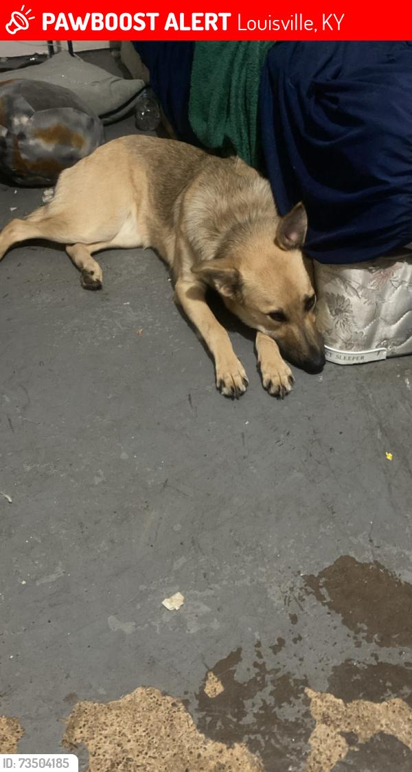 Lost Female Dog last seen 39th and northwestern, Louisville, KY 40212
