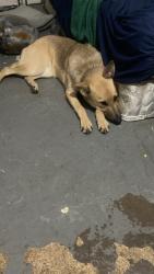 Lost Female Dog last seen 39th and northwestern, Louisville, KY 40212
