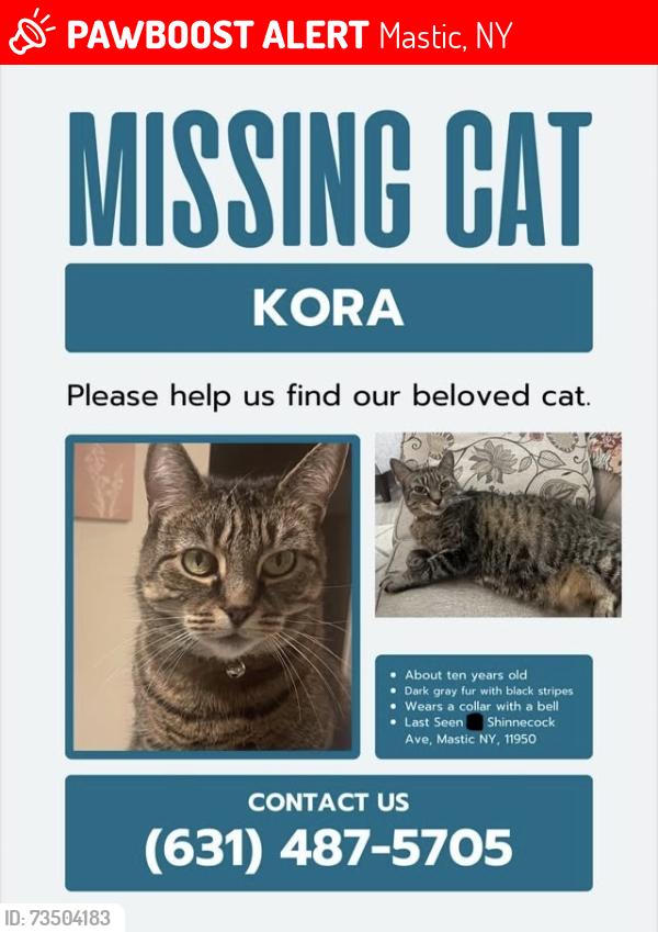 Lost Female Cat last seen Cumberland st, Mastic, NY 11950