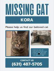 Lost Female Cat last seen Cumberland st, Mastic, NY 11950