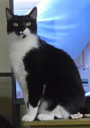 Reunited Female Cat last seen Branch street and Pheasant lane, Middleton, WI 53562