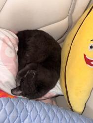 Reunited Male Cat last seen Backyard, Queens, NY 11385