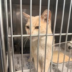 Shelter Stray Male Cat last seen , 12910 Yukon Ave, Hawthorne, CA 90250, USA
