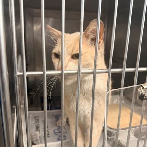 Shelter Stray Male Cat last seen , 12910 Yukon Ave, Hawthorne, CA 90250, USA