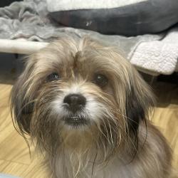 Shelter Stray Male Dog last seen , Animal Care & Control Team of Philly, 111 W Hunting Park Ave, Philadelphia, PA 19140, USA