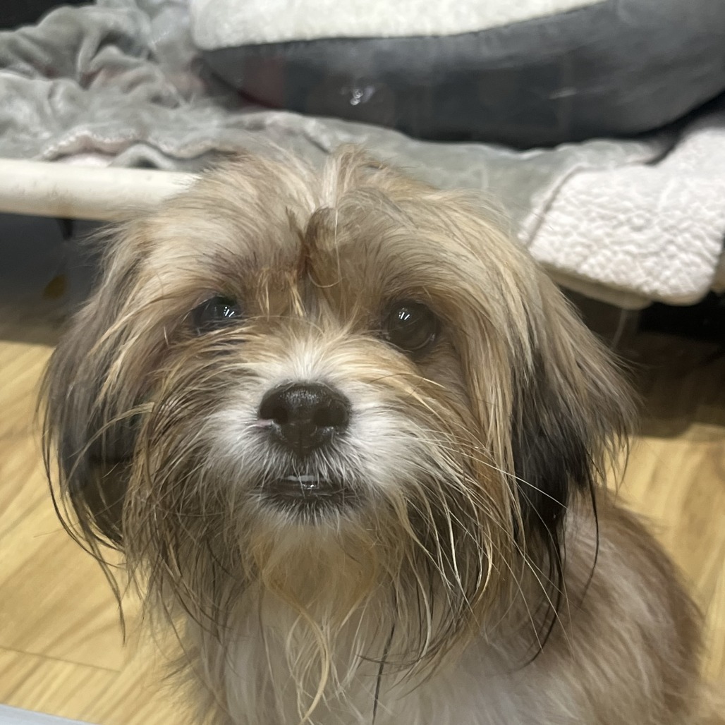 Shelter Stray Male Dog last seen , Animal Care & Control Team of Philly, 111 W Hunting Park Ave, Philadelphia, PA 19140, USA