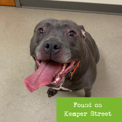 Shelter Stray Female Dog last seen , 1211 Old Graves Mill Rd, Lynchburg, VA 24502, USA