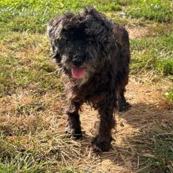 Shelter Stray Female Dog last seen , 825 W Jefferson St, Tipton, IN 46072, USA