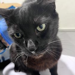 Shelter Stray Male Cat last seen , 3607 N Armenia Ave, Tampa, FL 33607, USA