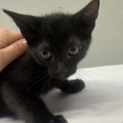 Shelter Stray Male Cat last seen , 3607 N Armenia Ave, Tampa, FL 33607, USA