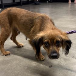 Shelter Stray Female Dog last seen , 3607 N Armenia Ave, Tampa, FL 33607, USA