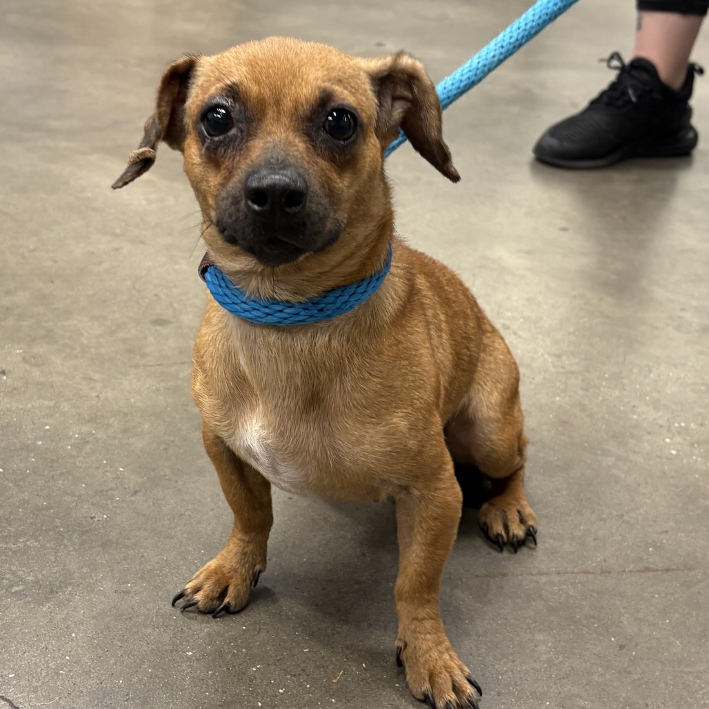 Shelter Stray Female Dog last seen , 3607 N Armenia Ave, Tampa, FL 33607, USA