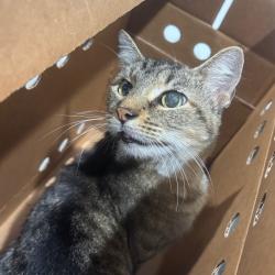 Shelter Stray Female Cat last seen , 3607 N Armenia Ave, Tampa, FL 33607, USA