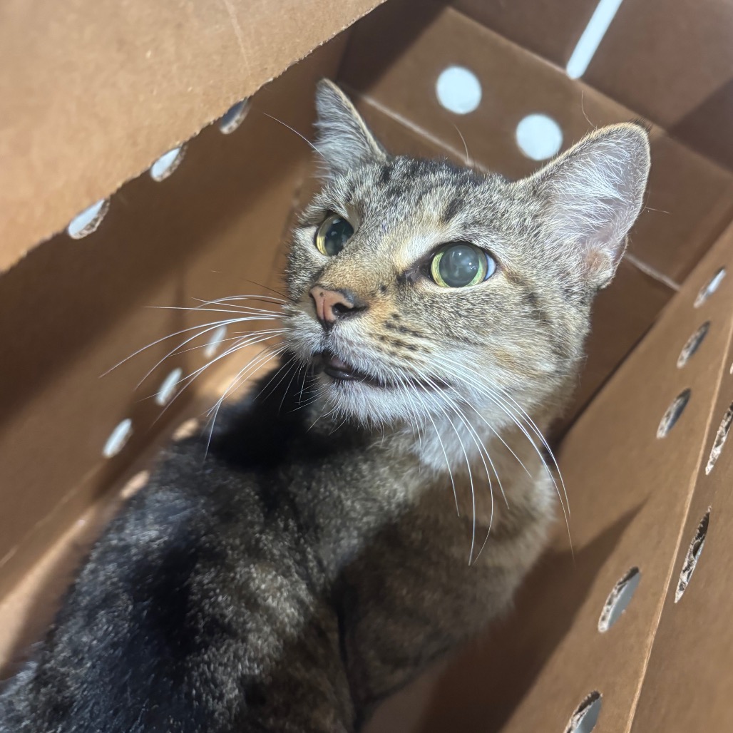 Shelter Stray Female Cat last seen , 3607 N Armenia Ave, Tampa, FL 33607, USA