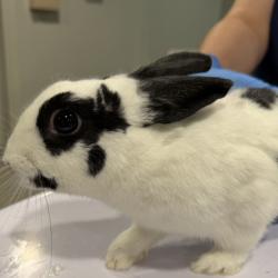 Shelter Stray Female Rabbit last seen , 3607 N Armenia Ave, Tampa, FL 33607, USA