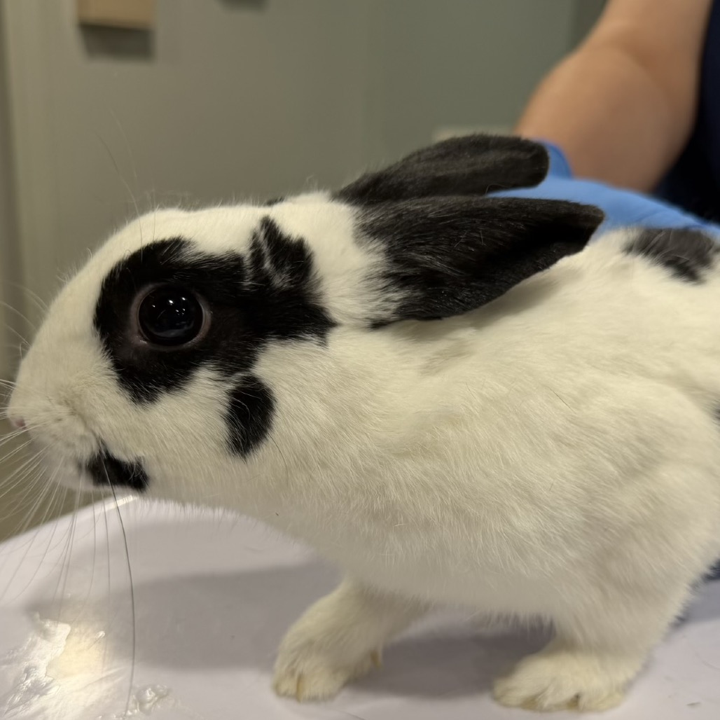 Shelter Stray Female Rabbit last seen , 3607 N Armenia Ave, Tampa, FL 33607, USA