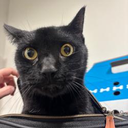 Shelter Stray Male Cat last seen , 3607 N Armenia Ave, Tampa, FL 33607, USA