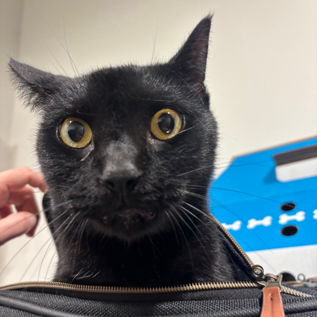 Shelter Stray Male Cat last seen , 3607 N Armenia Ave, Tampa, FL 33607, USA