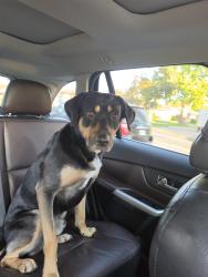 Reunited Male Dog last seen Mavis and englinton, Mississauga, ON L5V 3C2