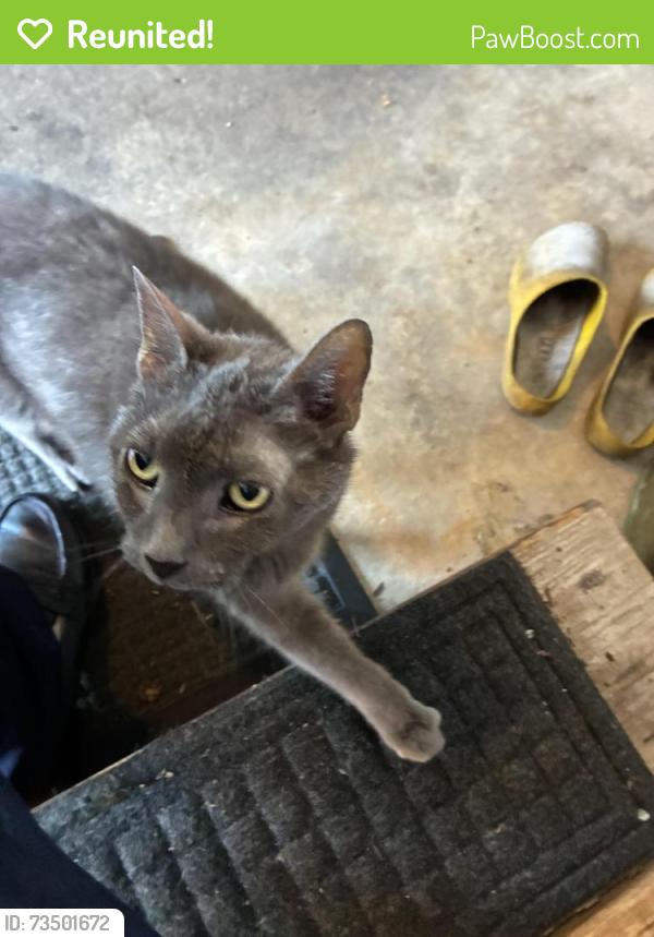 Reunited Unknown Cat last seen Cedarwood Lane Elkins Park PA, McKinley, PA 19027