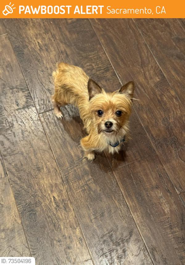 Found/Stray Male Dog last seen Costco, Sacramento, CA 95819