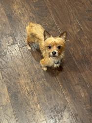 Found/Stray Male Dog last seen Costco, Sacramento, CA 95819