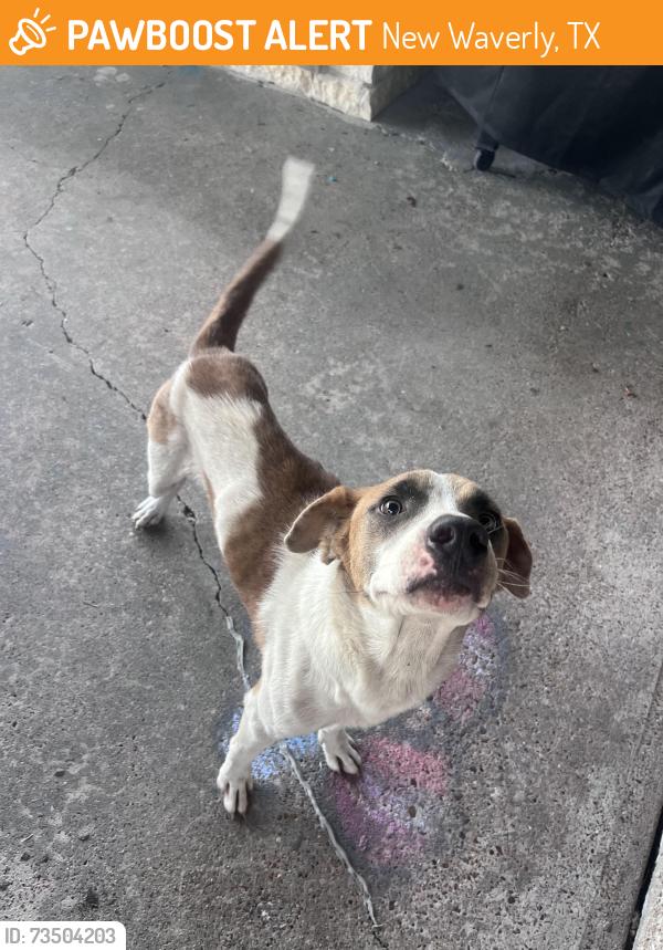 Found/Stray Male Dog last seen My. Zion Rd, New Waverly, TX 77358