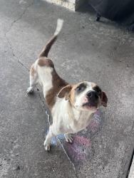 Found/Stray Male Dog last seen My. Zion Rd, New Waverly, TX 77358