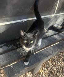 Found/Stray Male Cat last seen Windmill/215, Paradise, NV 89123