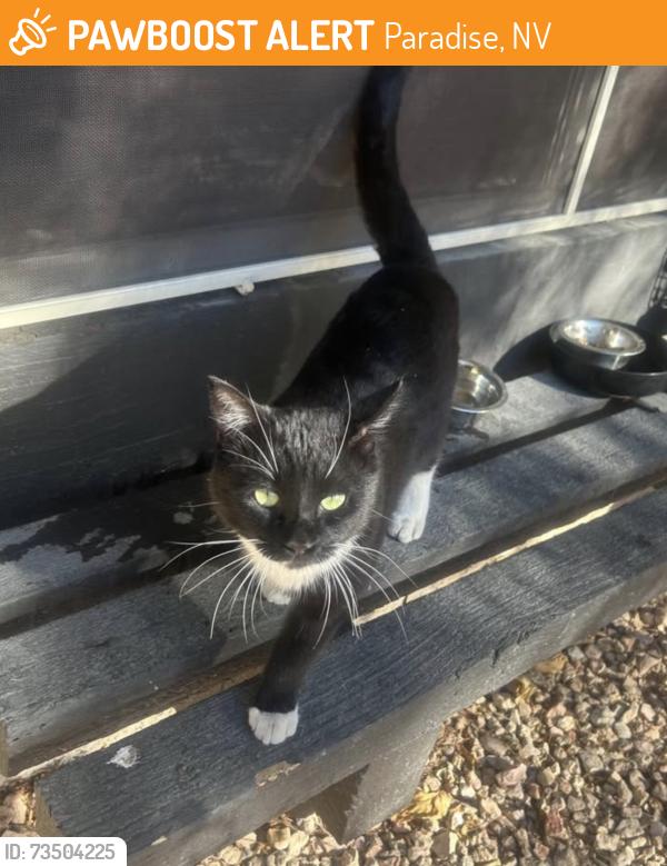 Found/Stray Male Cat last seen Windmill/215, Paradise, NV 89123