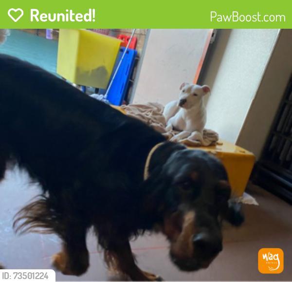 Reunited Female Dog last seen Bar Ave and Lewelling, Ashland, CA 94580