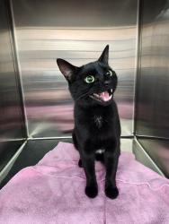 Found/Stray Male Cat last seen N Market Blvd, Chehalis, WA 98532
